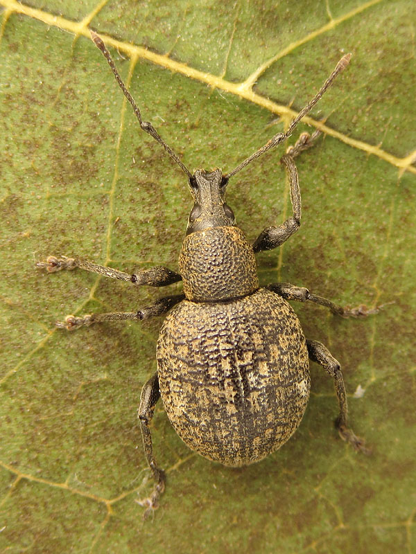 Curculionidae: Otiorhynchus armadillo o pseudonothus? ...pi probabile, O. armadillo